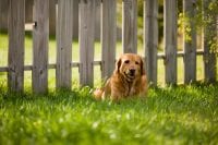 Dog sitting in front of Fence