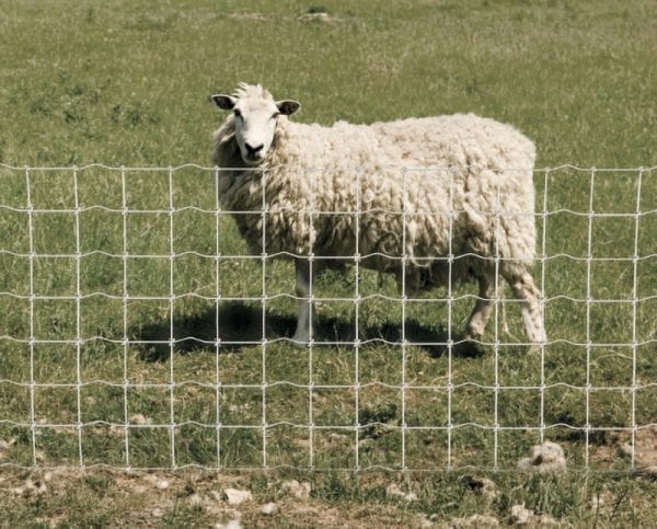 sheep & goat fence