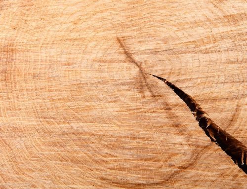 Why does wood split and crack?
