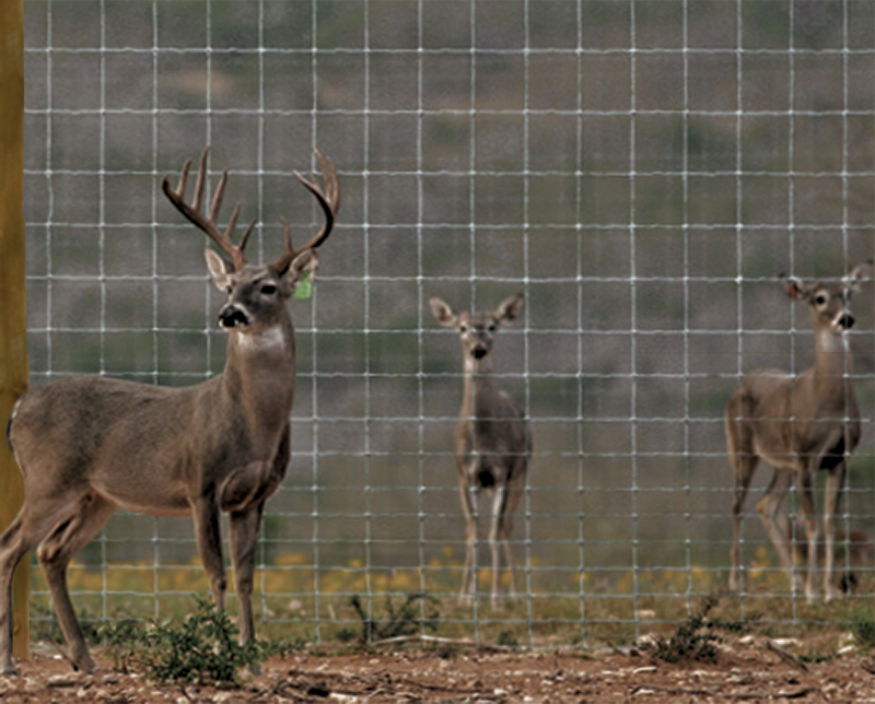 deer & wildlife fence