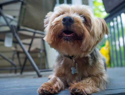 Will a Cellular PVC deck be too hot on my toes and my dog’s paws in summer?